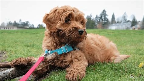 Adopt a labradoodle - If the dog has not been neutered already, we will have it done before it is rehomed. We will also ensure all dogs up for adoption are vaccinated and microchipped. If you feel you may need to give up your dog, please contact Lindsay or call her on 07842 458177.